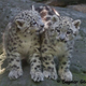 Illustration for article titled Friday Floof - Lions and Snow Leopards!